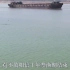 武汉江夏上百只江豚洄游，我国又一珍稀物种复苏，白鳍豚会出现吗