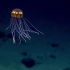 【NOAA海洋探索】2016年深海探索马里亚纳海沟(一种新发现的水母)