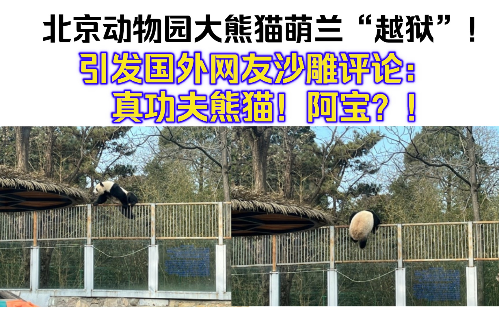 北京动物园大熊猫萌兰“越狱”！国外网友沙雕评论：真功夫熊猫！阿宝？！