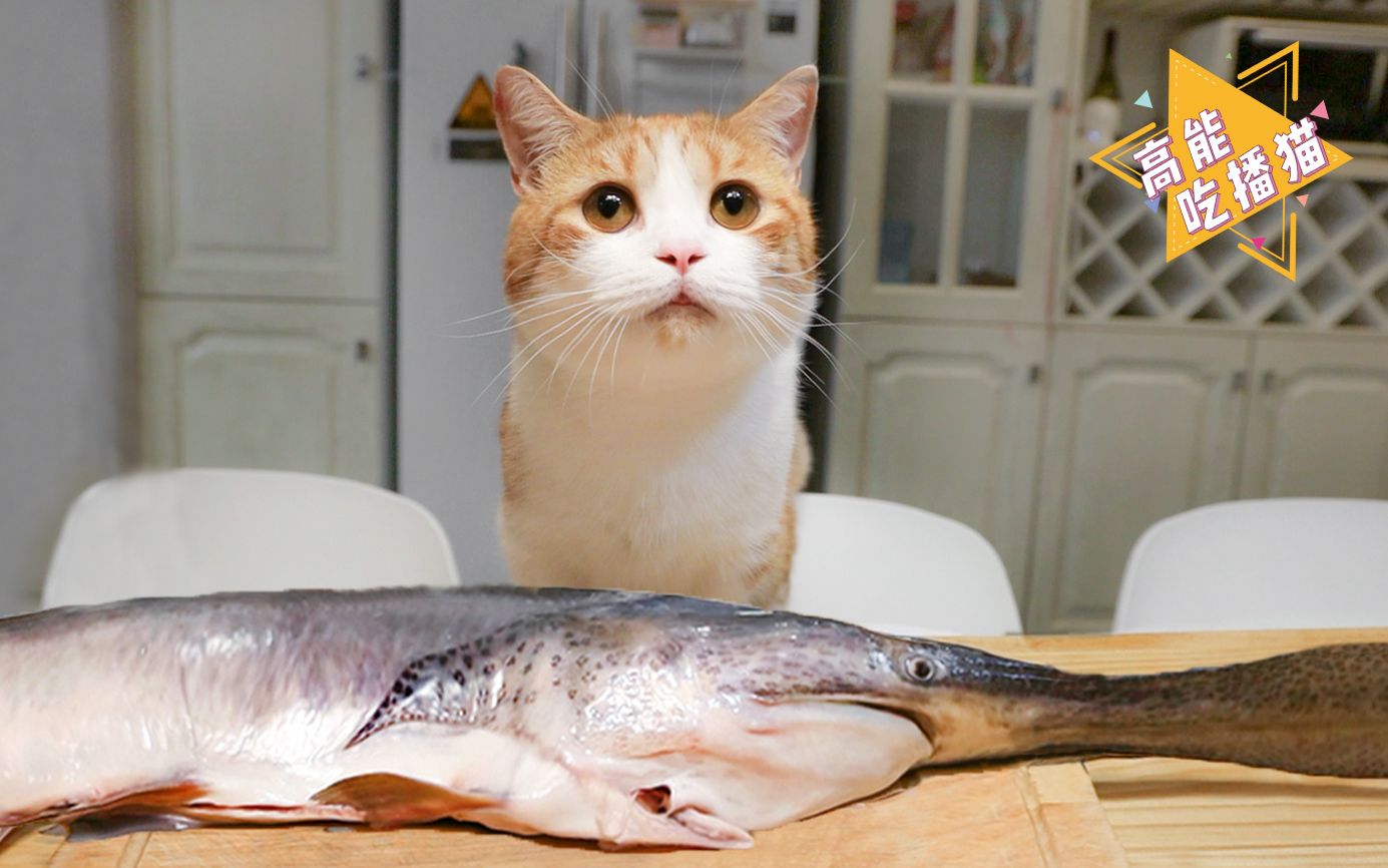 3亿年份的鸭嘴鱼，一条做香辣烤鱼宵夜，一条给猫吃！爽！