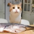 3亿年份的鸭嘴鱼，一条做香辣烤鱼宵夜，一条给猫吃！爽！