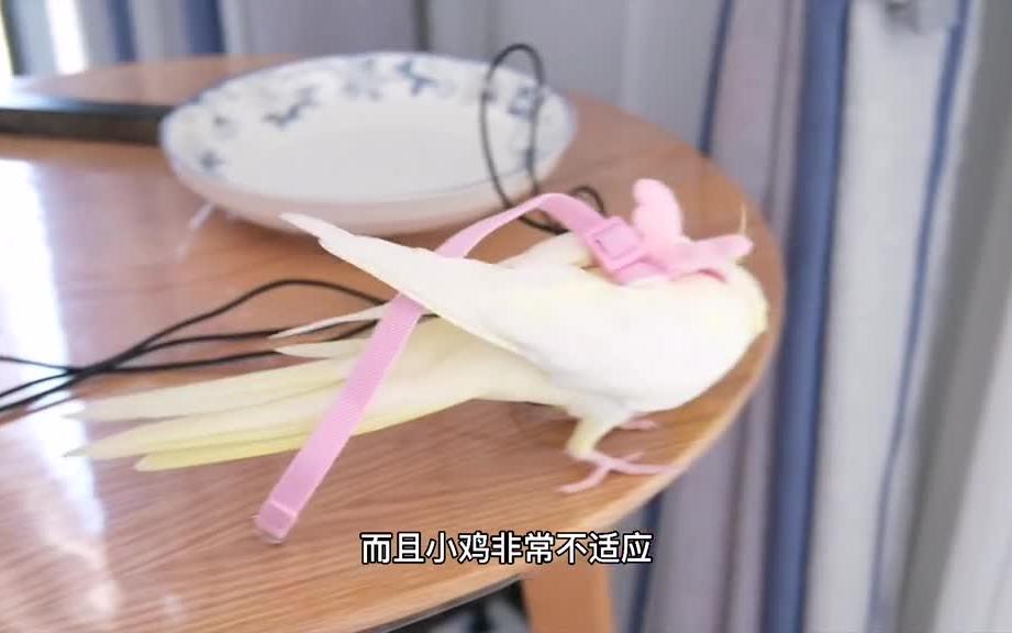 鹦鹉外出牵引绳哪种更好用？