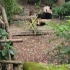 成都大熊猫繁育研究基地-熊猫视频