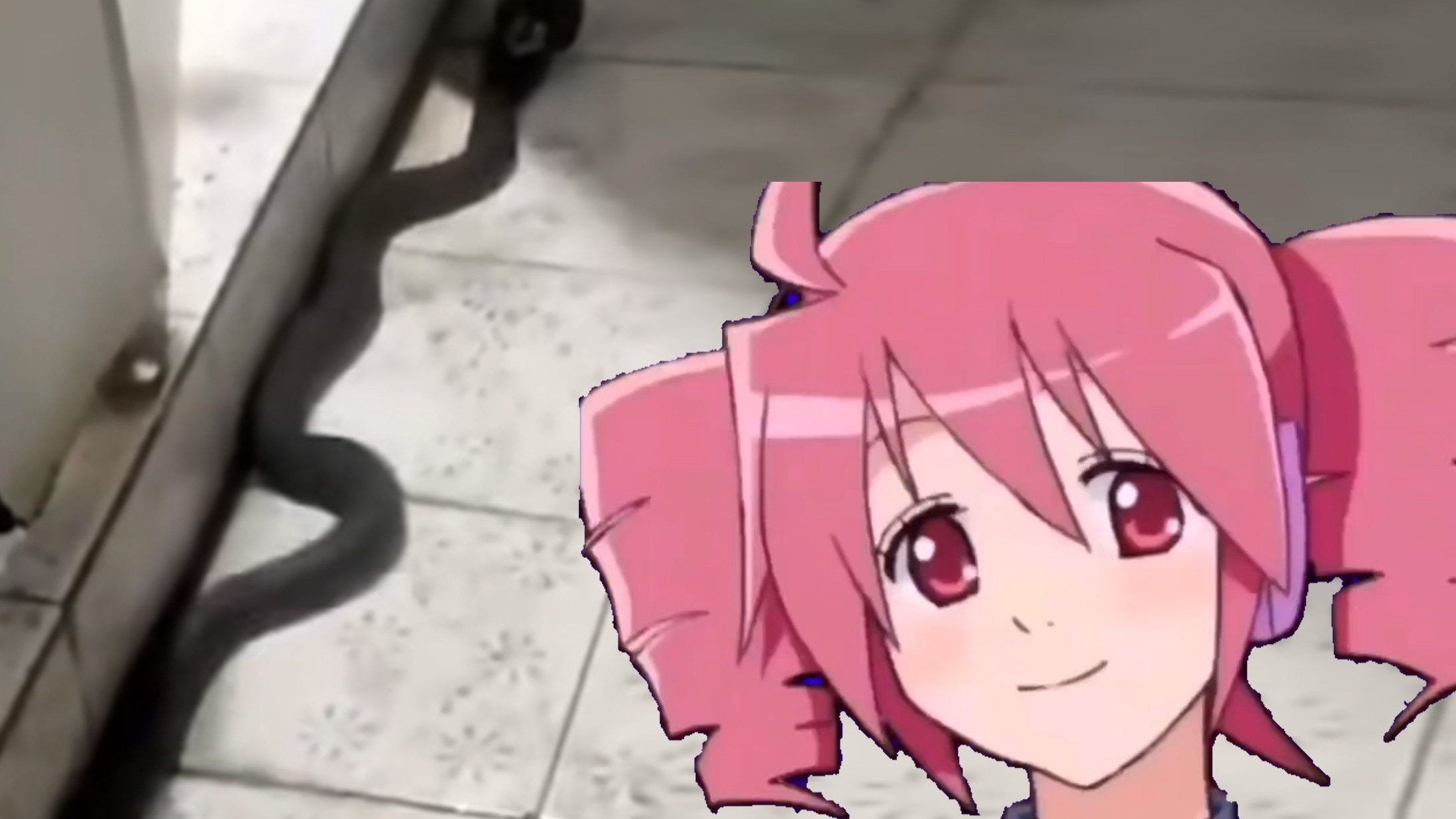 毒蛇钻进男厕所！好心提醒被同学当成恶作剧