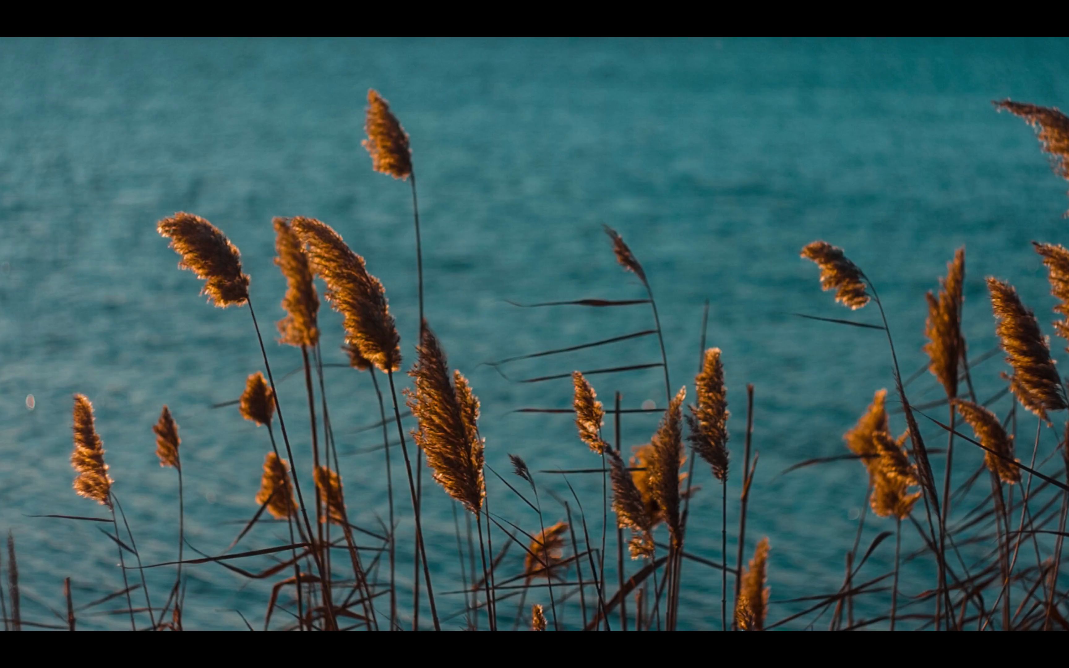 【空镜头】 植物秋季芦苇湖边 视频素材分享