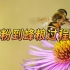 蜜蜂采集花粉到加工蜜蜂幼虫的蜂粮全过程