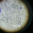 显微镜下的大蒜皮