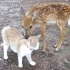 小鹿和猫成为朋友，猫：你舔的真舒服~