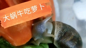 af10cc97f4ffb7b0fd298b3ba17e18eae9be112e.jpg@280w_158h_1c_100q.jpg
