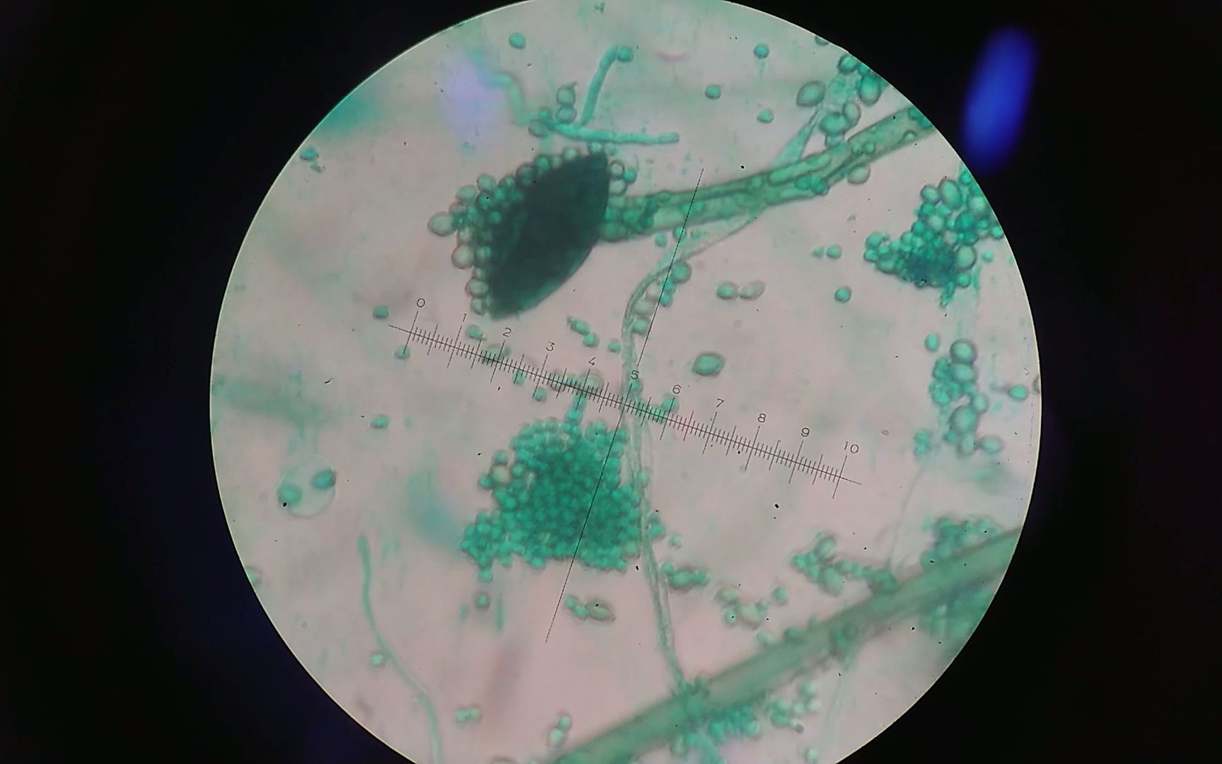研究橄榄假丝酵母对青霉菌的抑制作用（一）-技术前沿新闻中心|北纳生物官网