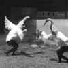 韩国1972年鹤舞