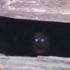 【发现神秘生物】来自废弃矿井木板下面的疑似外星人的凝视