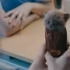 英国最火的饼干广告猫咪版