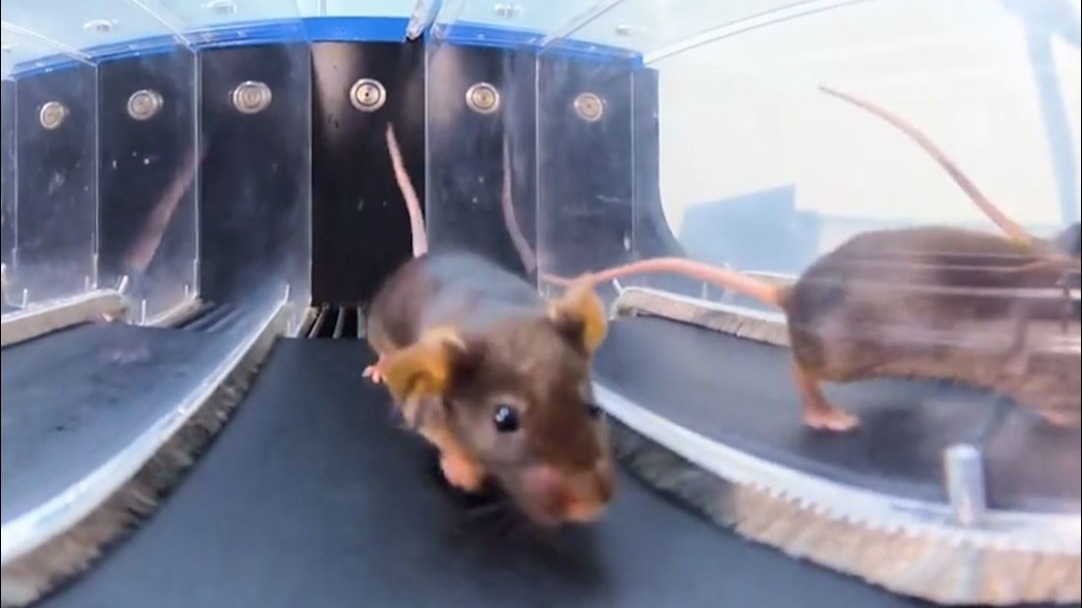 小鼠我啊要上天了！#小鼠航天员选拔vlog 为了拿到太空入场券，一路过关斩将，训练、考核……每一步都硬核！#媒体精选计划