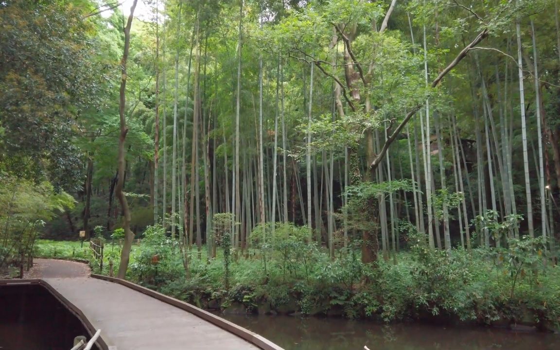 高根 森林 公園 東