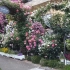 月季花园是最能让人获得成就感的花园丨来自日本的kawataローズガーデン