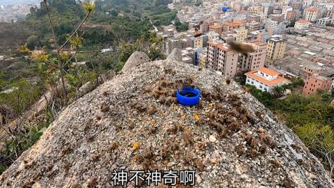 怎么收蜜蜂蜂王 af493b6fcecfece2446a3bed4573211c52bc1f3a.jpg@480w_270h_1c