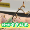螳螂饲养教程——喂食专题
