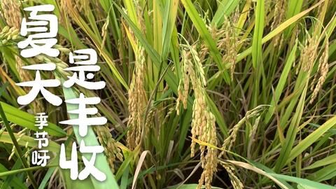 如何简便收晒稻谷 af66009d46591afd8b437c7d575febab677c4004.jpg@480w_270h_1c