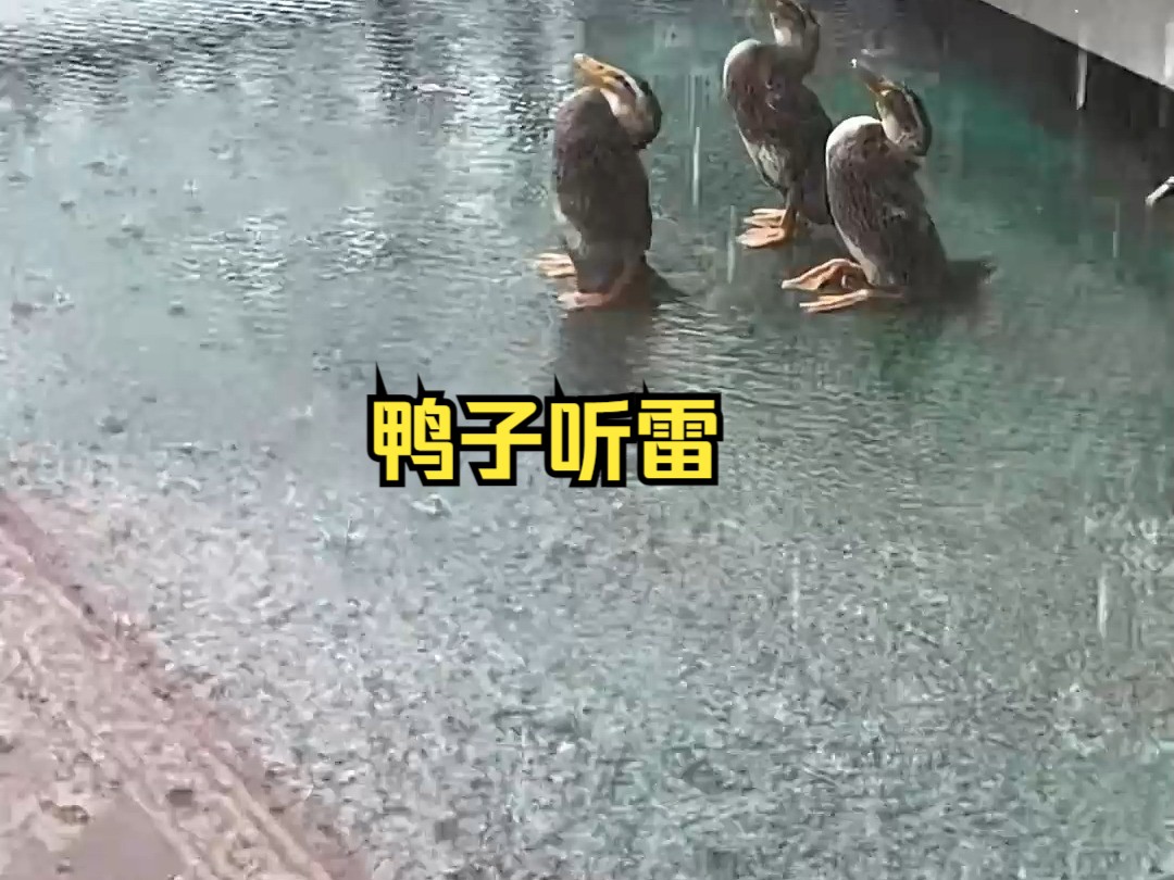 下雨天鸭子为什么会站着不动淋雨呢?哔哩哔哩bilibili