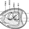 病毒学实验：病毒的鸡胚接种