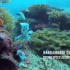 【海底世界】浅海珊瑚中的小鱼1