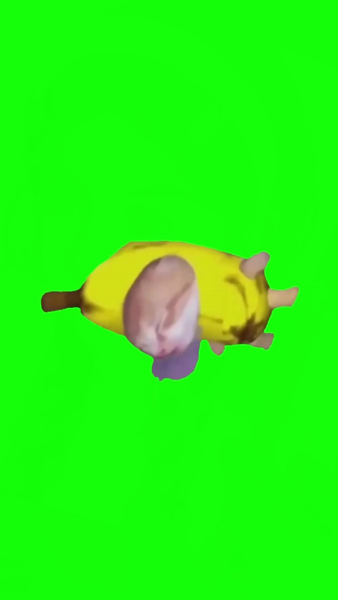 昏猫meme绿幕素材自提