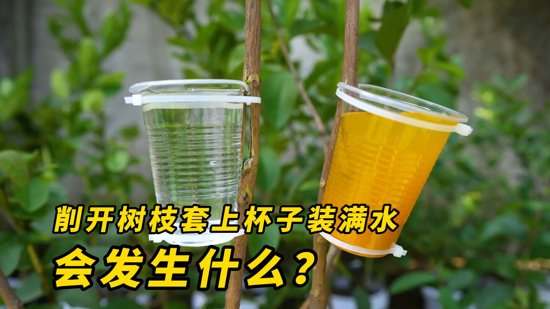番石榴树枝上削开一个口，套上塑料杯装满水，这样做会发生什么？