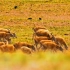 雌性藏羚羊的迁徙