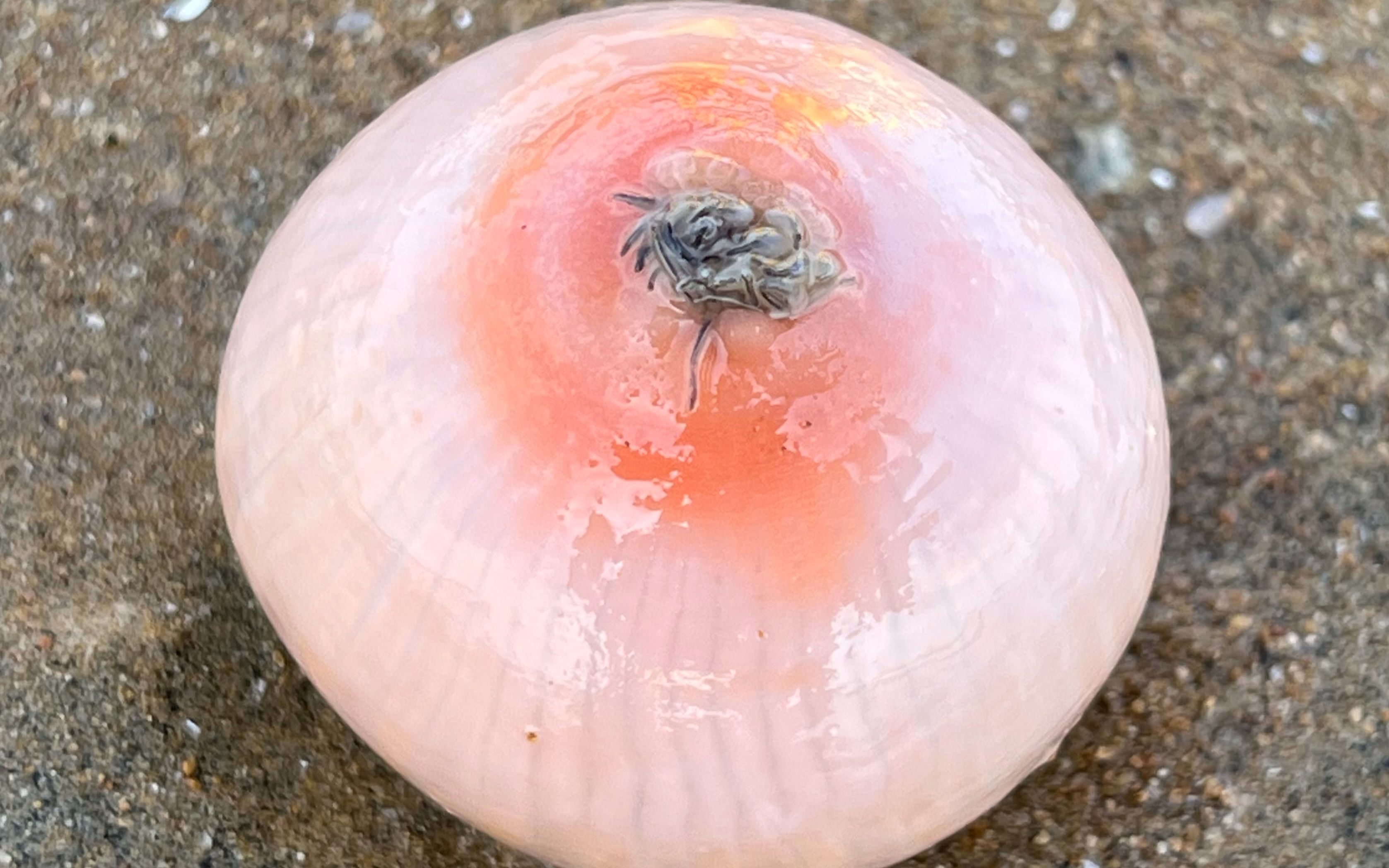大庆赶海，退潮后发现一个圆形大海葵藏在沙中，好像鸡蛋一样