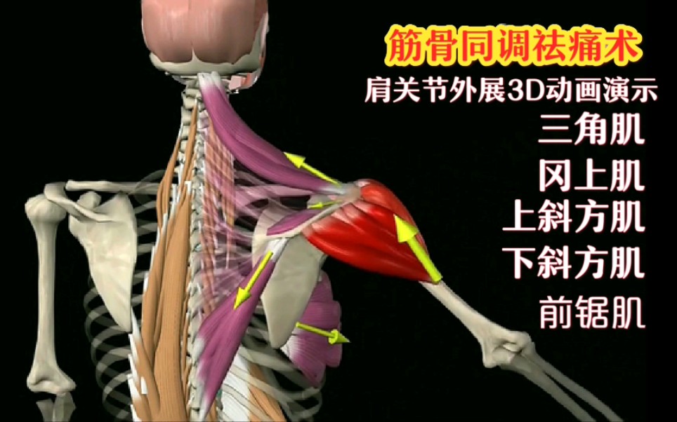 肩关节“外展”的相关肌肉动画演示
