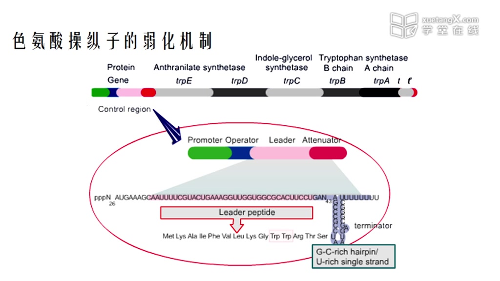 分子生物学原核生物基因表达调控色氨酸操纵子