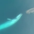 无人机拍到超震撼蓝鲸捕食，温柔的巨人开饭啦