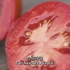 【农业记录片】在美国番茄是怎么种植的？TOMATO _ How Does it Grow