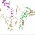 [Ribosome][核糖体合成肽链演示]【P2有小姐姐配音】