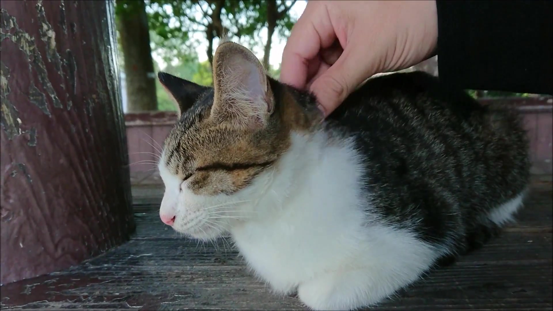 流浪猫被捏住命运的后颈皮へ搬运公园のベンチでまったり过ごしていた