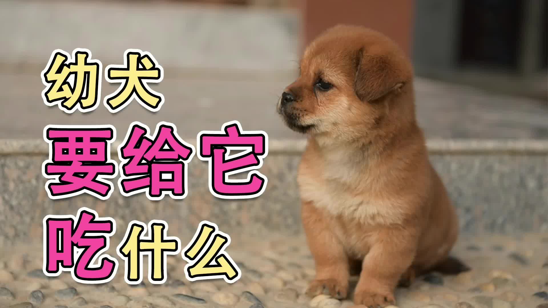 幼犬要给它吃什么