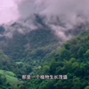 煤炭从哪里来——石炭纪