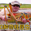 头上有犄角？那些最奇怪的10种昆虫