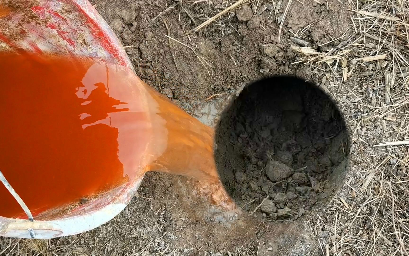 大伯干活发现两斤多老鼠，往洞口灌入一大桶辣椒水，结果大开眼界