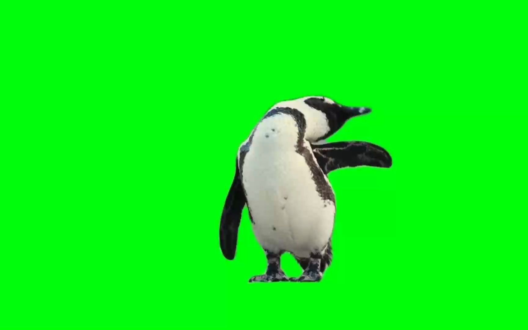 绿幕视频素材企鹅