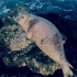 滚圆滚圆的斑海豹居然是灵活的胖子！来看豹豹抓鱼【纪录片】【双语】