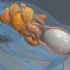 【鸡蛋】动画演示鸡蛋如何形成！看完吃颗蛋压压惊~