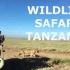 非洲大草原动物迁徙＋恩格罗火山口游记｜Tanzania Wildlife Safari 2017