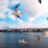 【减压系列】 白噪音 | 在伊斯坦布尔乘坐渡轮看海 给海鸥喂食