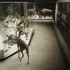 达尔文博物馆里活着的动物——羚羊