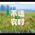 种地吧×收割水稻×科技的力量