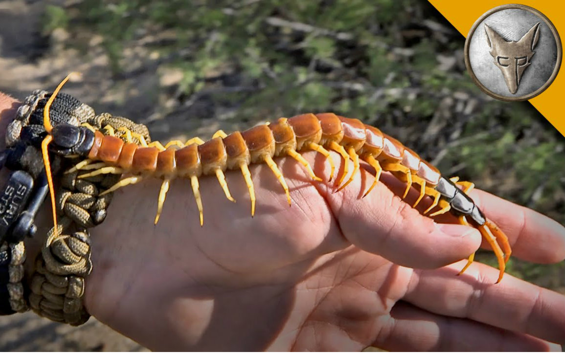 手里拿着一个巨大的蜈蚣! & holding a huge centipede!