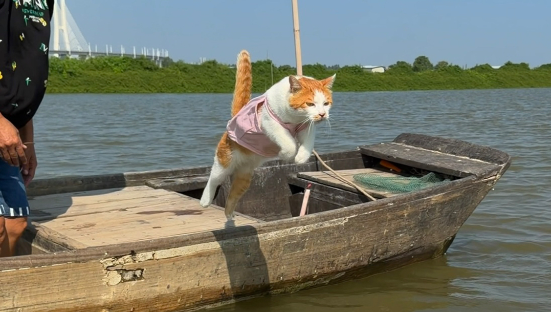 海边原住民打鱼猫