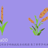 杂交育种的科普视频